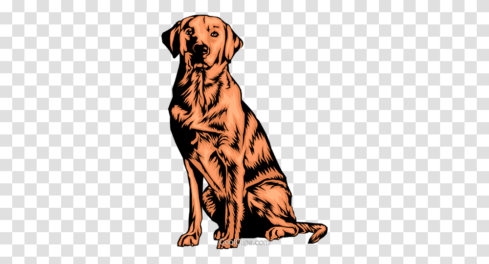 Labrador Retriever Royalty Free Vector Clip Art Illustration, Tiger, Wildlife, Mammal, Animal Transparent Png