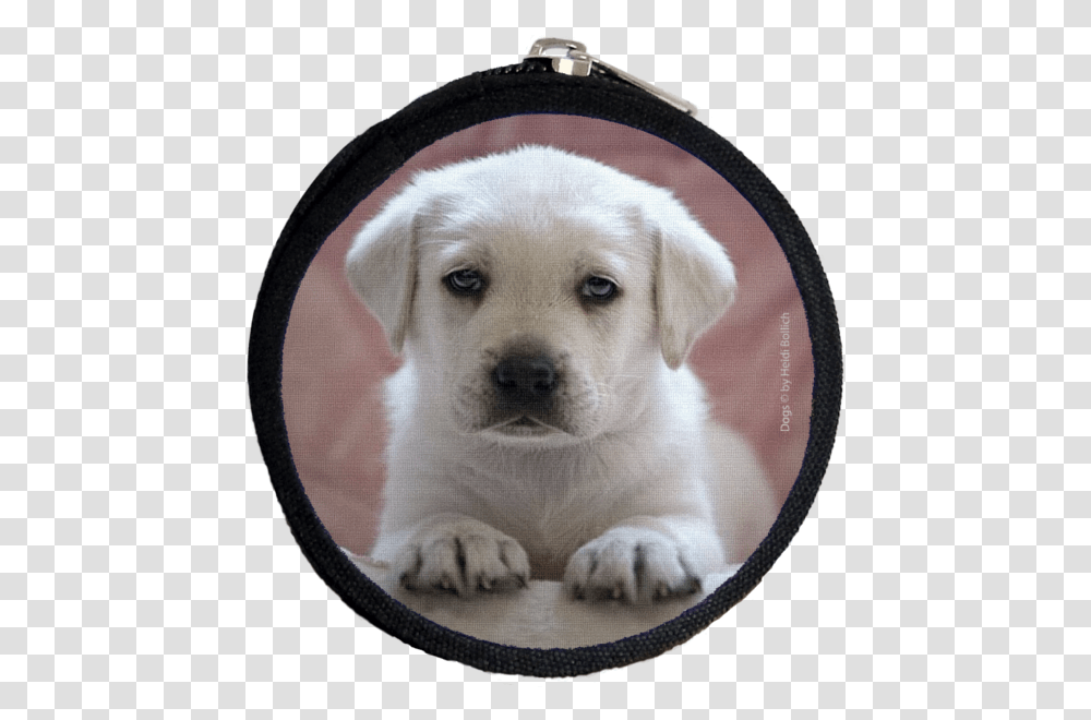 Labrador Rosa Purse Xs Labrador Retriever, Dog, Pet, Canine, Animal Transparent Png