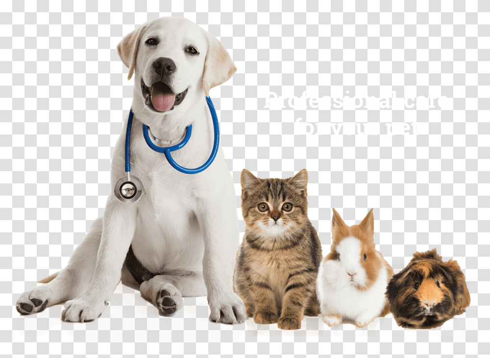 Labrador Sitting Pet Veterinarian Pets Puppy Retriever Dog Cat Guinea Pig, Canine, Animal, Mammal, Doctor Transparent Png
