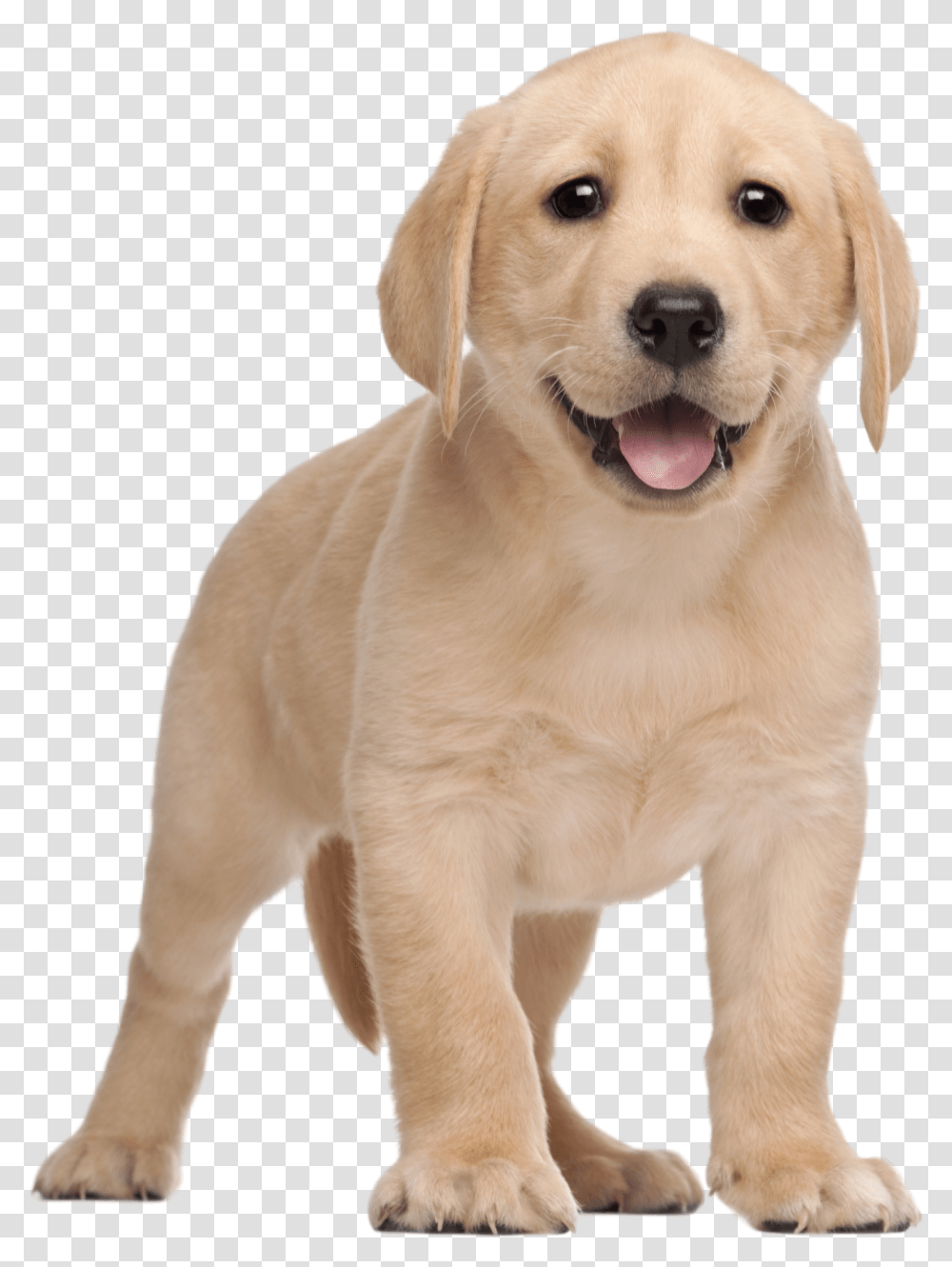 Labrador Yorkshire Terrier Clip Labrador Puppy, Dog, Pet, Canine, Animal Transparent Png