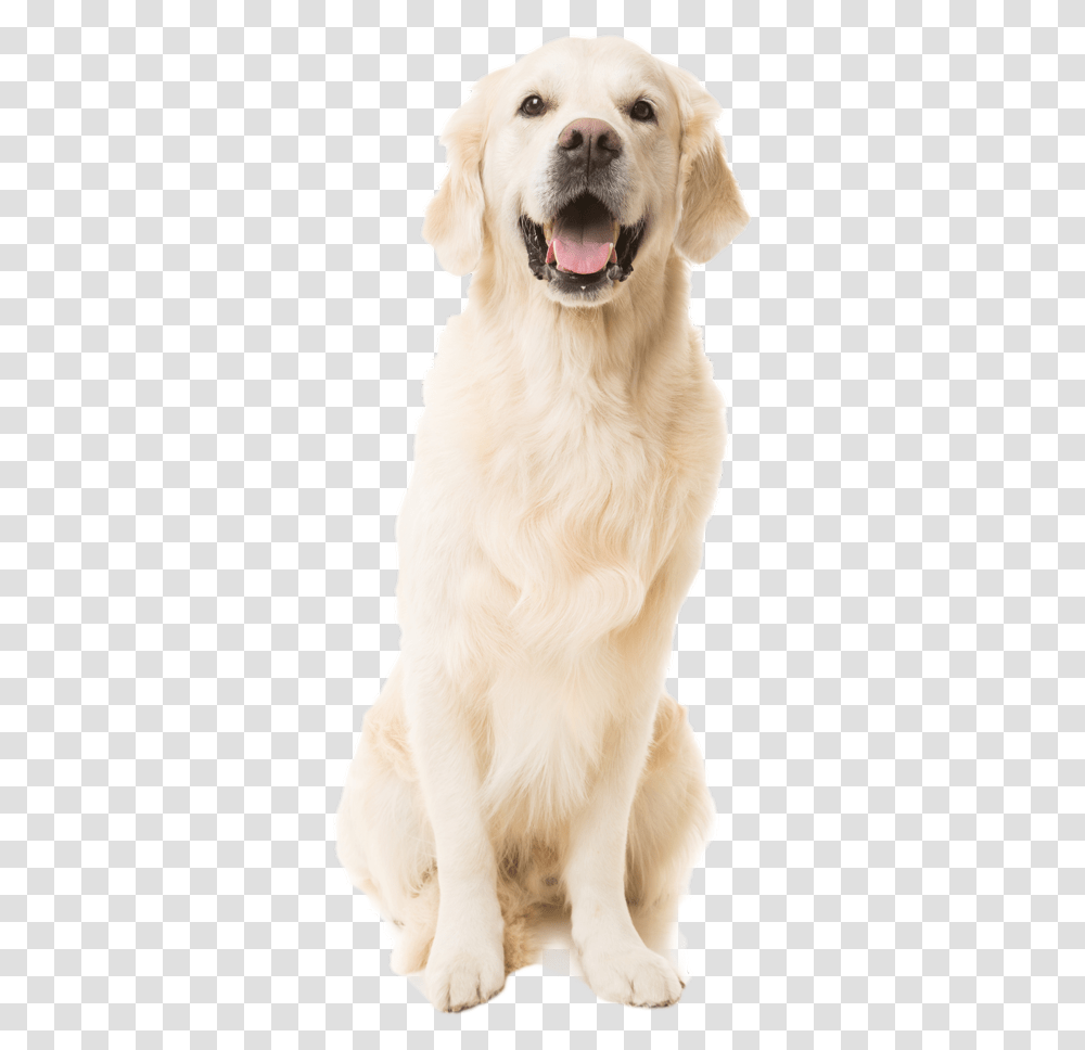 Labs Dog, Pet, Canine, Animal, Mammal Transparent Png