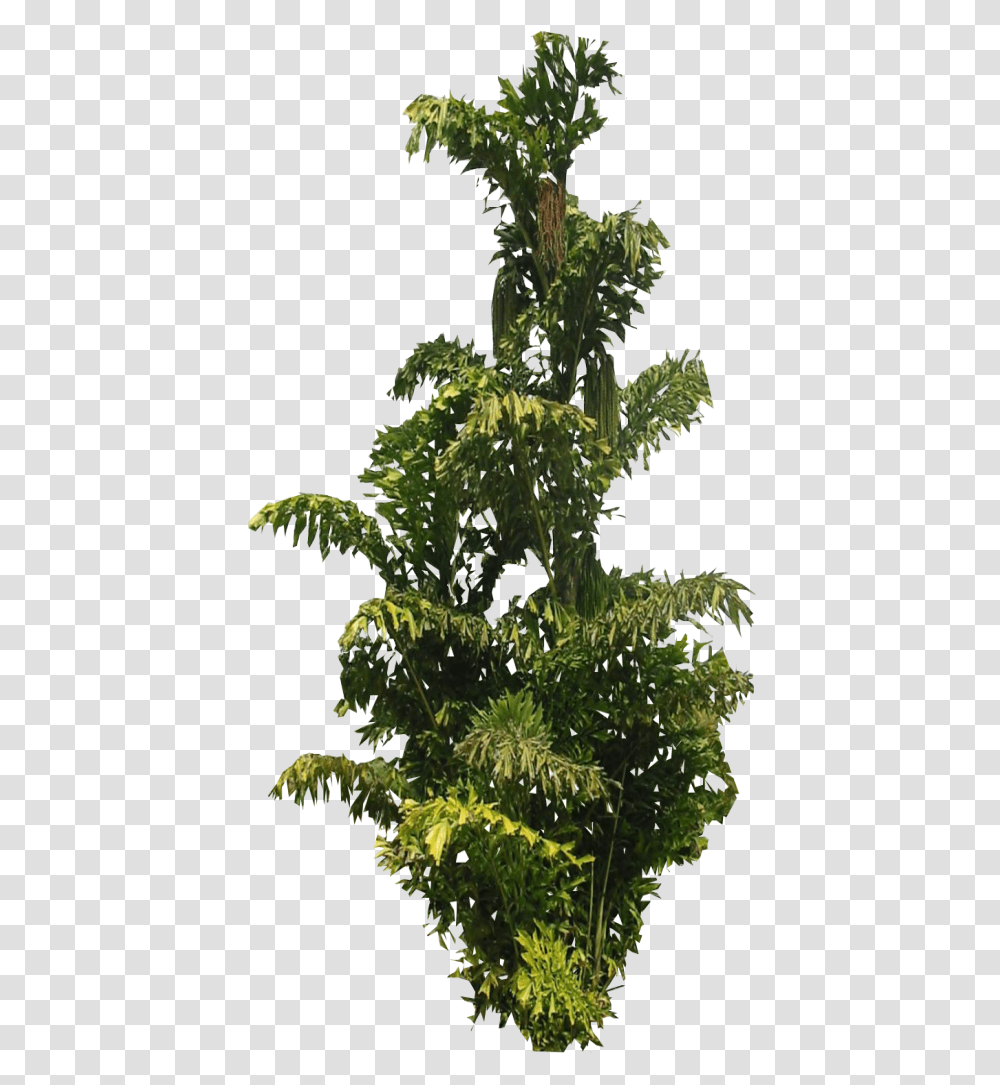 Lace Leaf Palm Tree By Lilipilyspirit D4zgidf Zps0b3d7bc8 Fern, Plant, Bush, Vegetation, Potted Plant Transparent Png