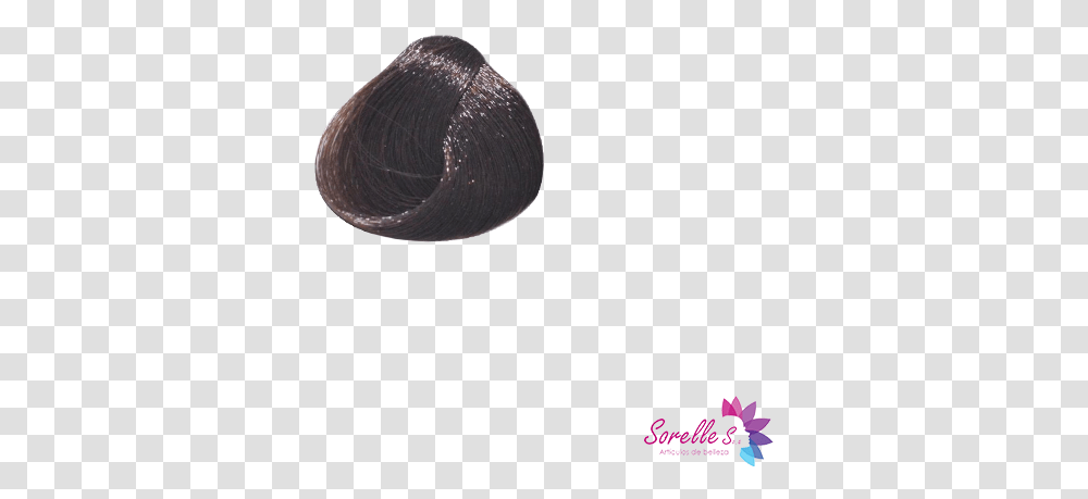 Lace Wig, Clam, Seashell, Invertebrate, Sea Life Transparent Png