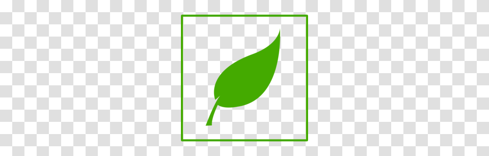Laceleaf Clipart, Plant, Tennis Ball, Green, Seed Transparent Png