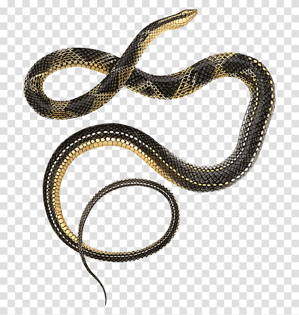 Lacpde S Ground Snake Clip Art, Reptile, Animal, King Snake Transparent Png
