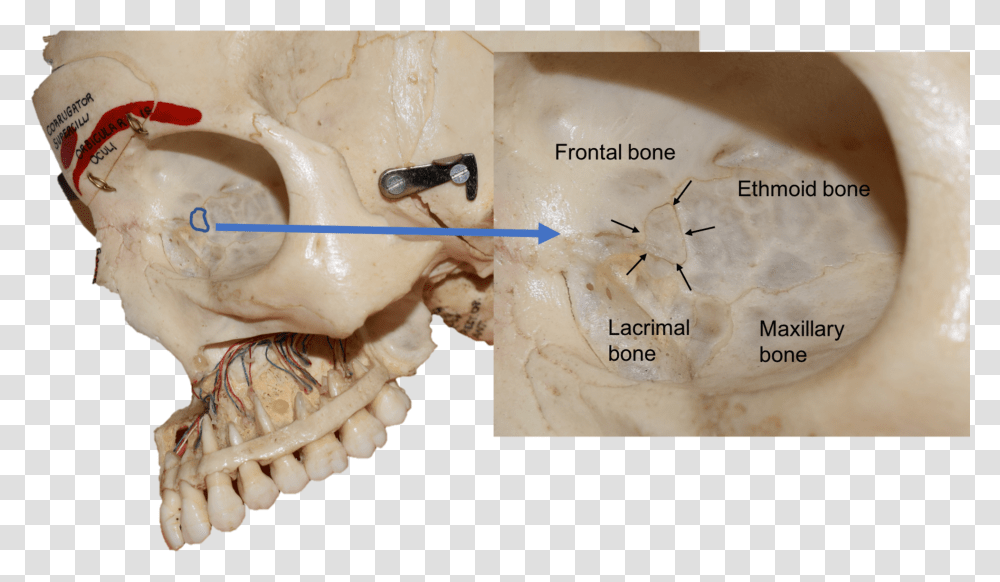 Lacrimal Bone Real Skull, Jaw, Soil, Insect, Invertebrate Transparent Png