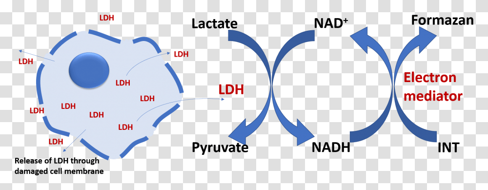 Lactate Dehydrogenase Ldh Cytotoxicity Assay, Outdoors, Nature, Astronomy Transparent Png