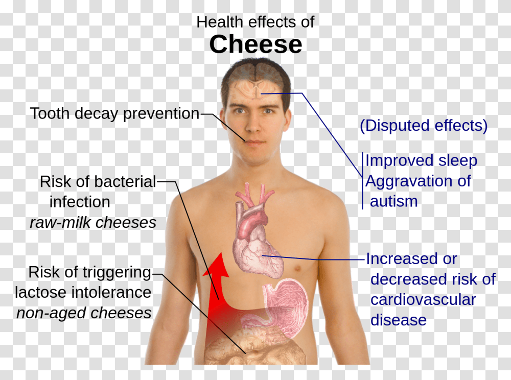 Lactose Intolerance Effects, Person, Human, Plot, Diagram Transparent Png