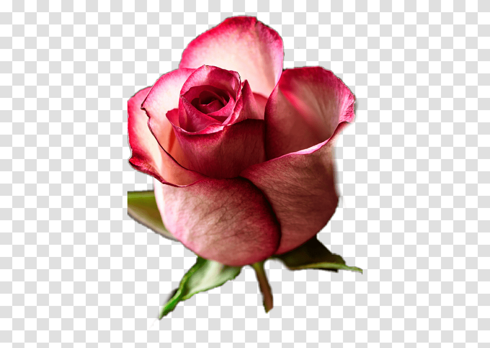 Ladne Tapety Na Telefon Ra Rose Bud, Flower, Plant, Blossom, Petal Transparent Png