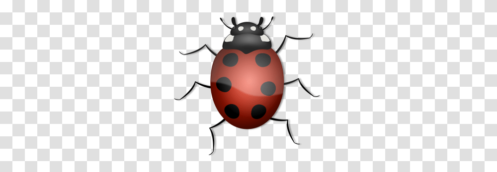 Lady Beetle Clipart Beatle, Toy, Dung Beetle, Insect, Invertebrate Transparent Png