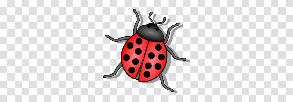 Lady Beetle Clipart, Invertebrate, Animal, Insect, Snowman Transparent Png