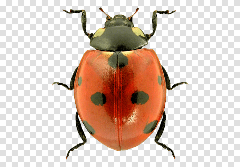 Lady Bug Free Download Ladybug With No Background, Insect, Invertebrate, Animal, Dung Beetle Transparent Png