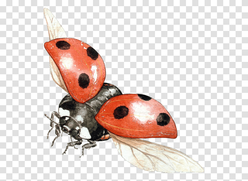Lady Bugs Flying Ladybug Background, Insect, Invertebrate, Animal, Wasp Transparent Png