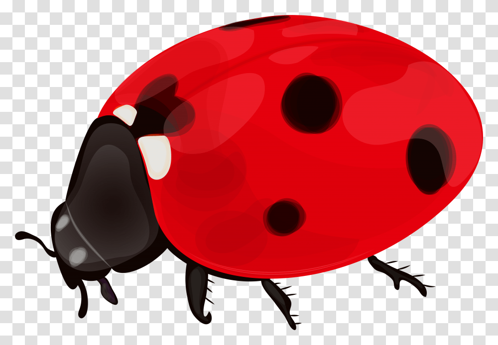 Lady Bugs Portable Network Graphics, Ball, Helmet, Photography Transparent Png