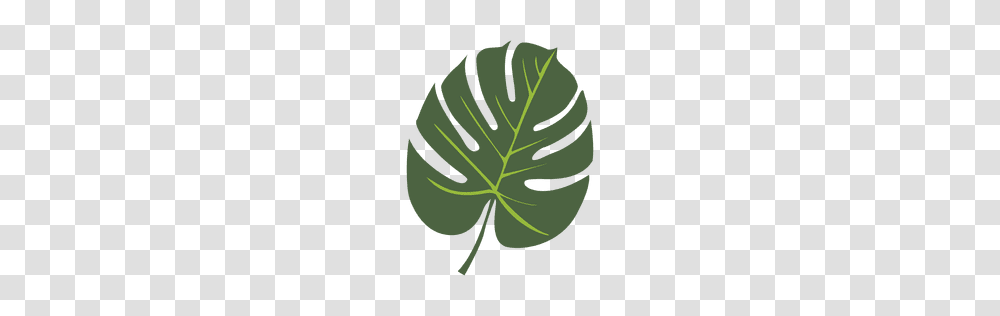 Lady Palm Leaf Illustration, Plant, Green, Tree, Painting Transparent Png