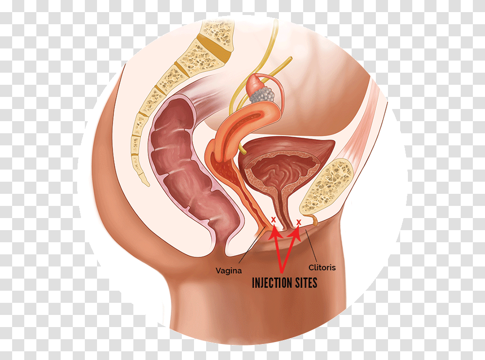 Lady Spot Shot Diagrahm Female Reproductive System No Labels, Stomach, Ear, Animal Transparent Png