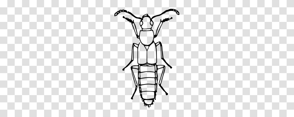 Ladybird Beetle Boll Weevil Drawing, Gray, World Of Warcraft Transparent Png