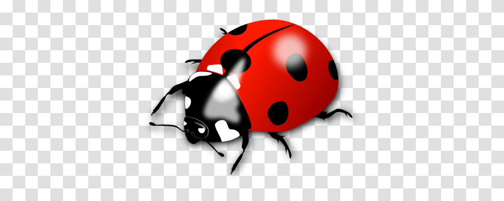 Ladybird Beetle Boll Weevil Drawing, Mouse, Hardware, Computer, Electronics Transparent Png