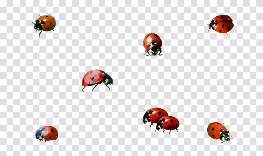 Ladybird Beetle Images Pictures Photos Arts, Animal, Invertebrate, Insect, Outdoors Transparent Png