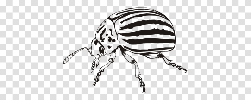 Ladybird Beetle Weevil Scarabs Colorado Potato Beetle Free, Animal, Insect, Invertebrate, Flea Transparent Png