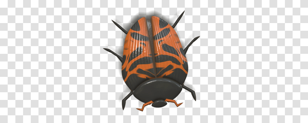 Ladybug Nature, Invertebrate, Animal, Insect Transparent Png