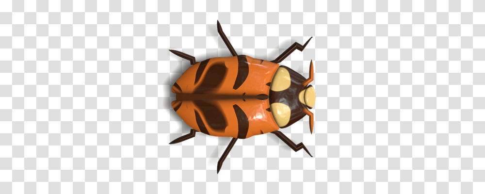 Ladybug Nature, Animal, Insect, Invertebrate Transparent Png