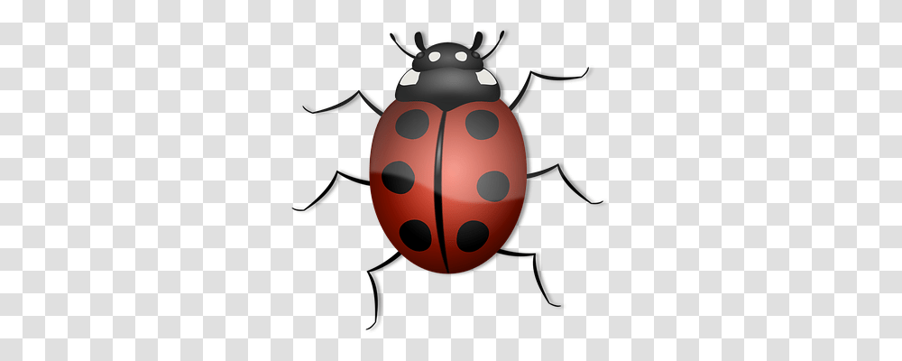 Ladybug Animals, Dung Beetle, Insect, Invertebrate Transparent Png
