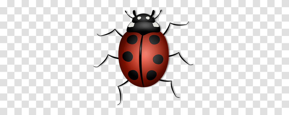 Ladybug Animals, Ball, Grenade, Bomb Transparent Png