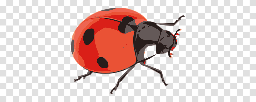 Ladybug Nature, Insect, Invertebrate, Animal Transparent Png