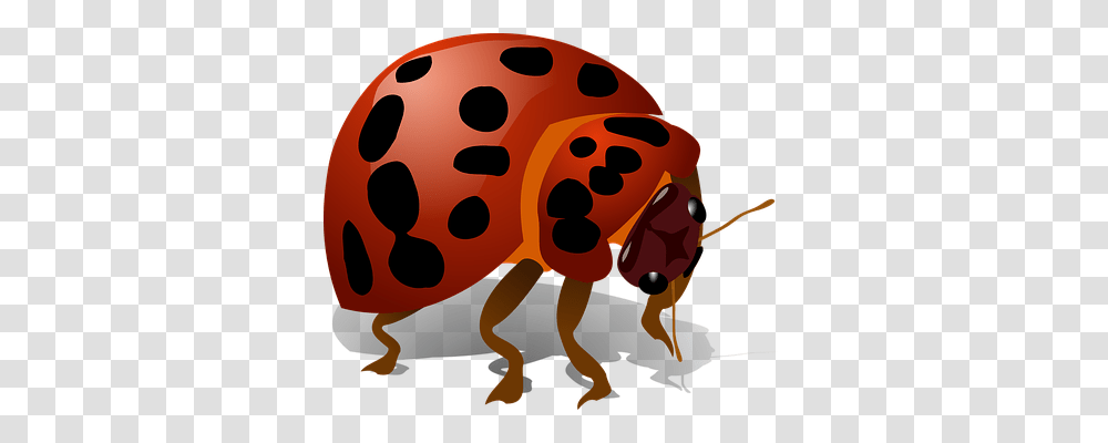 Ladybug Animals, Wasp, Bee, Insect Transparent Png