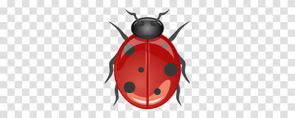 Ladybug 9492, Animals, Helmet, Apparel Transparent Png