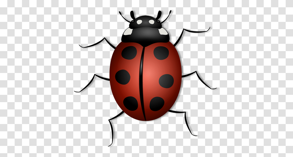 Ladybug Animal Beetle Bug Images - Free Ladybird Picture For Kids, Insect, Invertebrate, Dung Beetle, Firefly Transparent Png