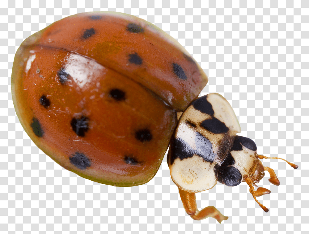 Ladybug, Animal, Insect, Invertebrate, Egg Transparent Png