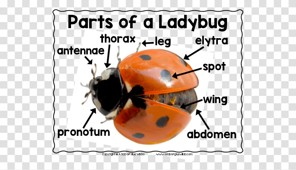 Ladybug, Animal, Insect, Invertebrate, Helmet Transparent Png