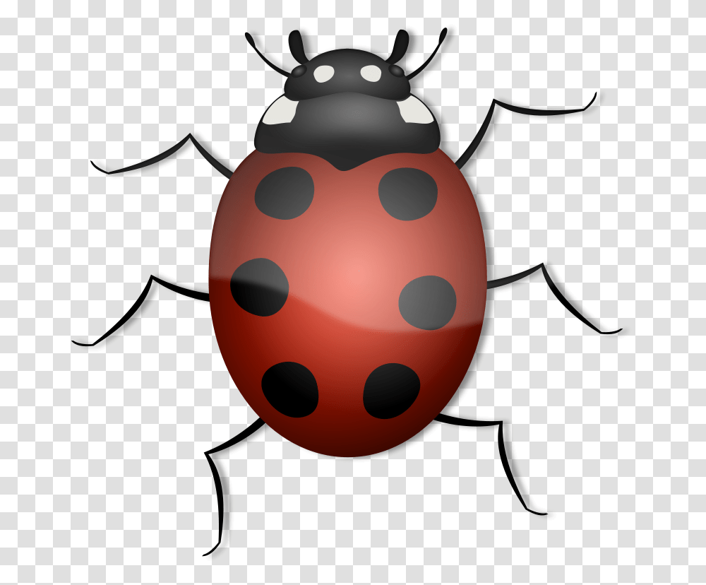 Ladybug, Animals, Water, Outdoors, Nature Transparent Png