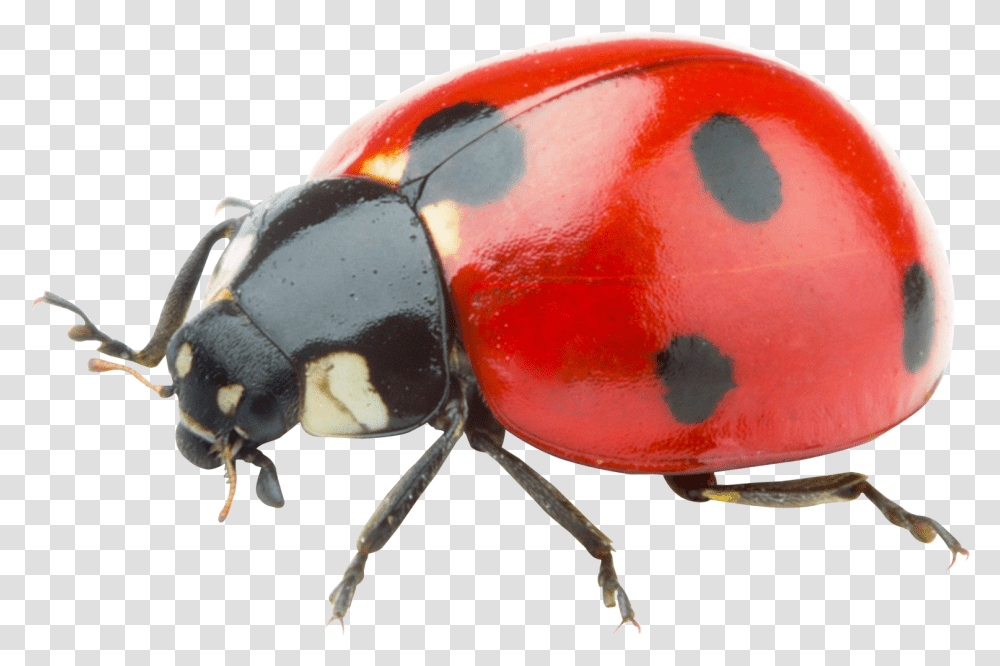 Ladybug Background, Animal, Insect, Invertebrate, Dung Beetle Transparent Png