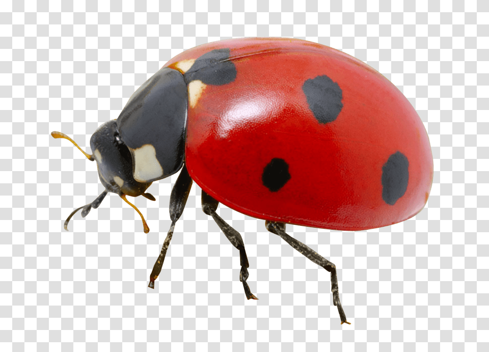 Ladybug, Bird, Animal, Insect, Invertebrate Transparent Png