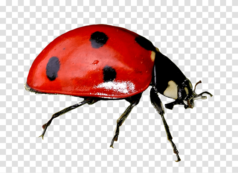 Ladybug Clipart Ladybug, Animal, Insect, Invertebrate, Fungus Transparent Png