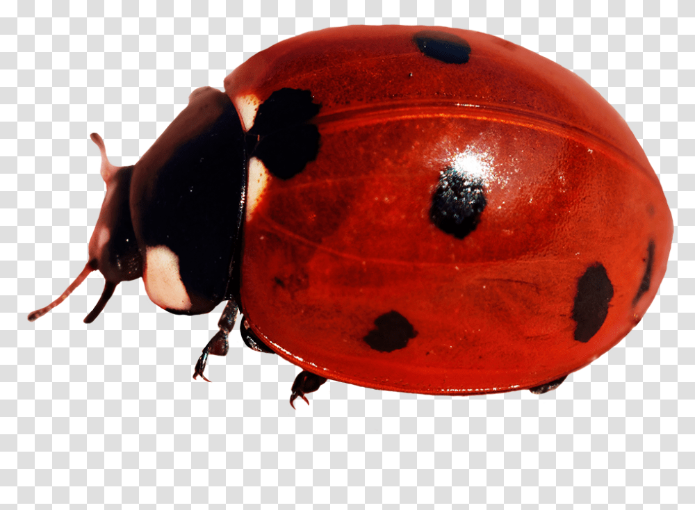 Ladybug Clipart Ladybug, Clothing, Helmet, People, Animal Transparent Png