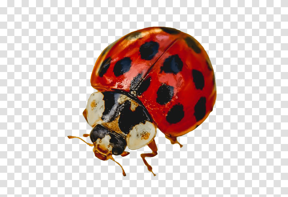 Ladybug Clipart Ladybug, Helmet, Clothing, Apparel, Insect Transparent Png