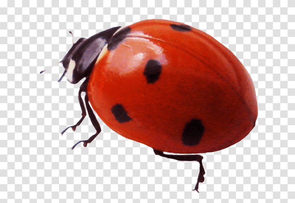 Ladybug Clipart Ladybug Real Clipart, Insect, Invertebrate, Animal, Dung Beetle Transparent Png