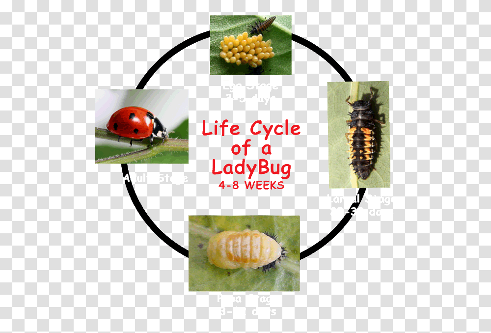Ladybug Clipart Life Cycle Ladybug Larva, Helicopter, Aircraft, Vehicle, Transportation Transparent Png