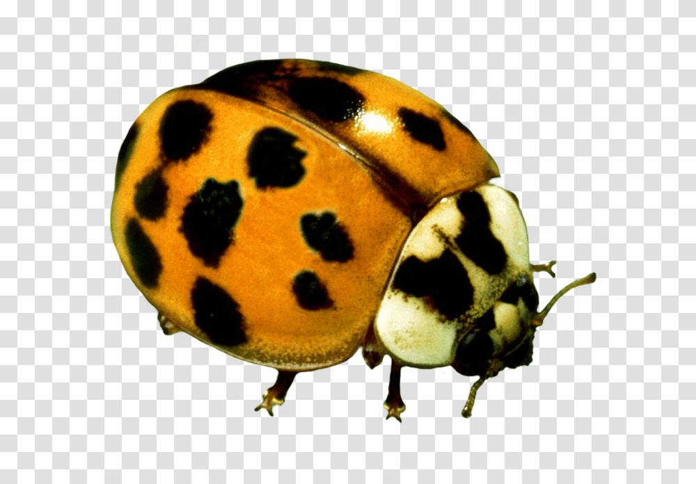 Ladybug Clipart Yellow Ladybug, Giant Panda, Bear, Wildlife, Mammal Transparent Png
