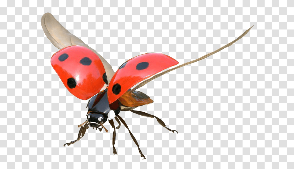 Ladybug Flying, Animal, Insect, Invertebrate, Airplane Transparent Png