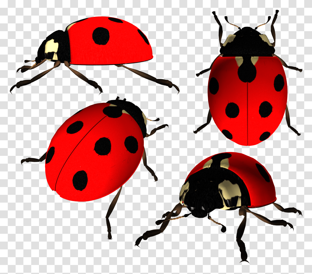 Ladybug Image Ladybird Beetle, Helmet, Crash Helmet, Photography Transparent Png