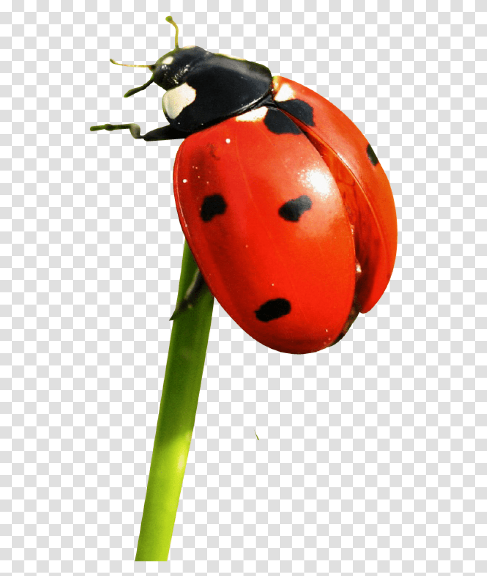 Ladybug Image Ladybug, Plant, Flower, Tree, Vegetation Transparent Png