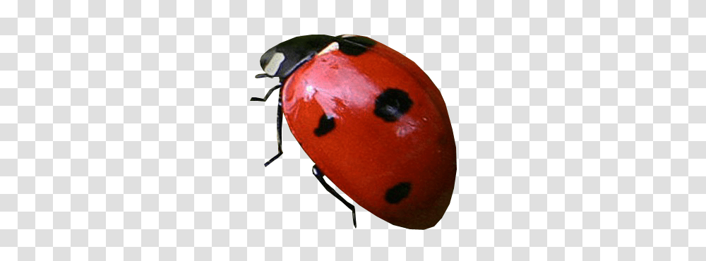 Ladybug, Insect, Animal, Invertebrate, Photography Transparent Png