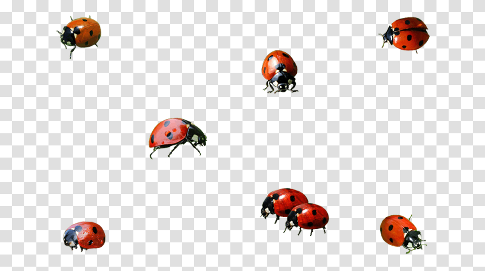 Ladybug Insect Background Image Ladybird, Turtle, Animal, Helmet Transparent Png