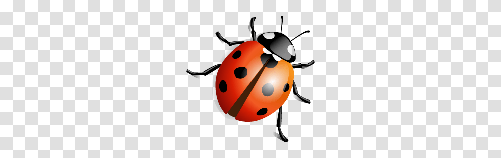 Ladybug, Insect, Helmet, Apparel Transparent Png