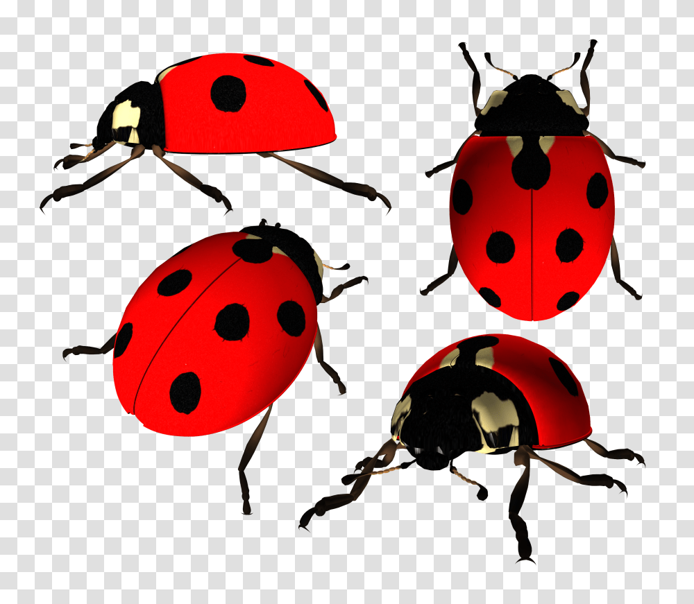 Ladybug, Insect, Invertebrate, Animal, Dung Beetle Transparent Png